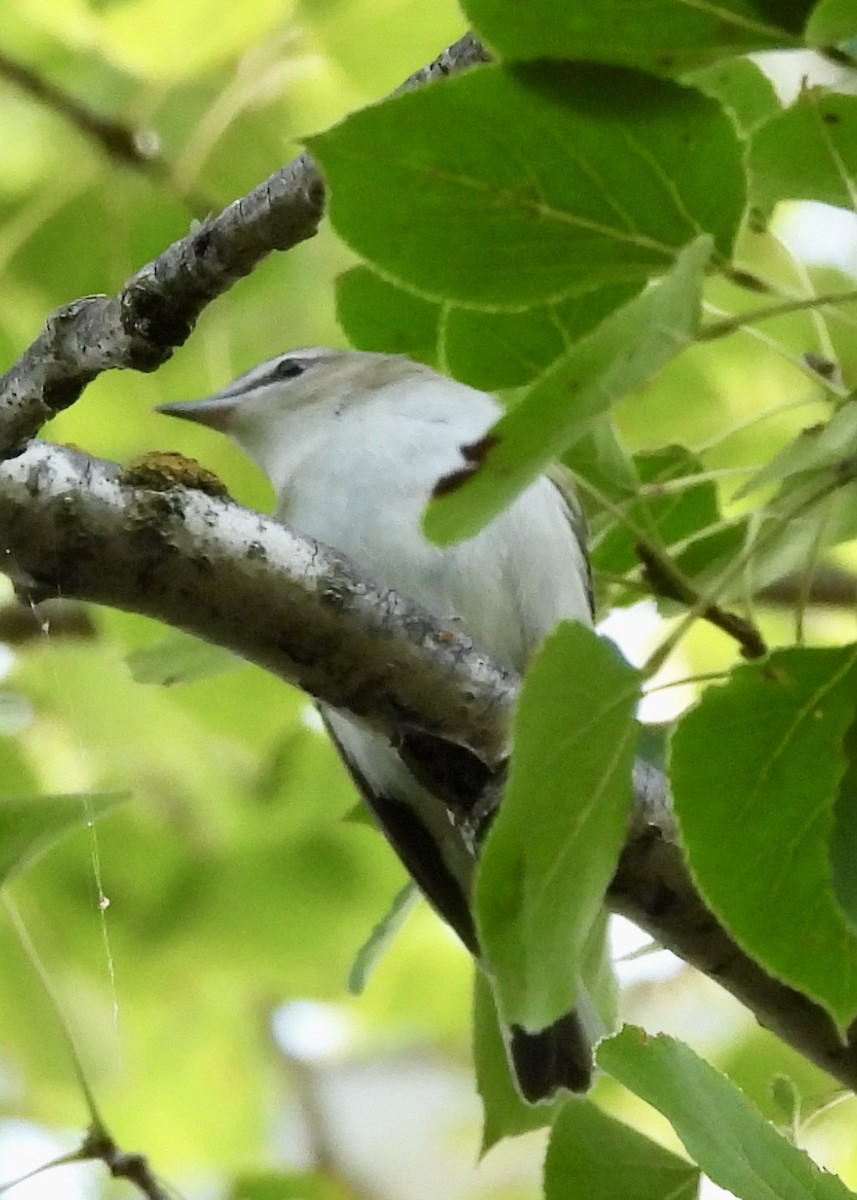 Red-eyed Vireo - Kimberly Beck