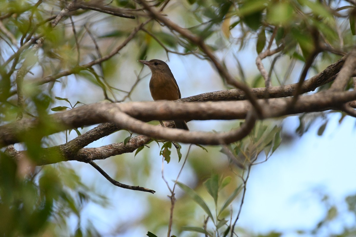 Rufous Shrikethrush - ML622227877