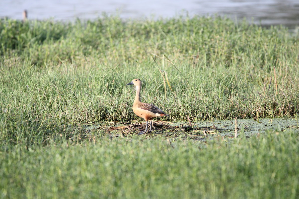 Lesser Whistling-Duck - Rajender Kumar