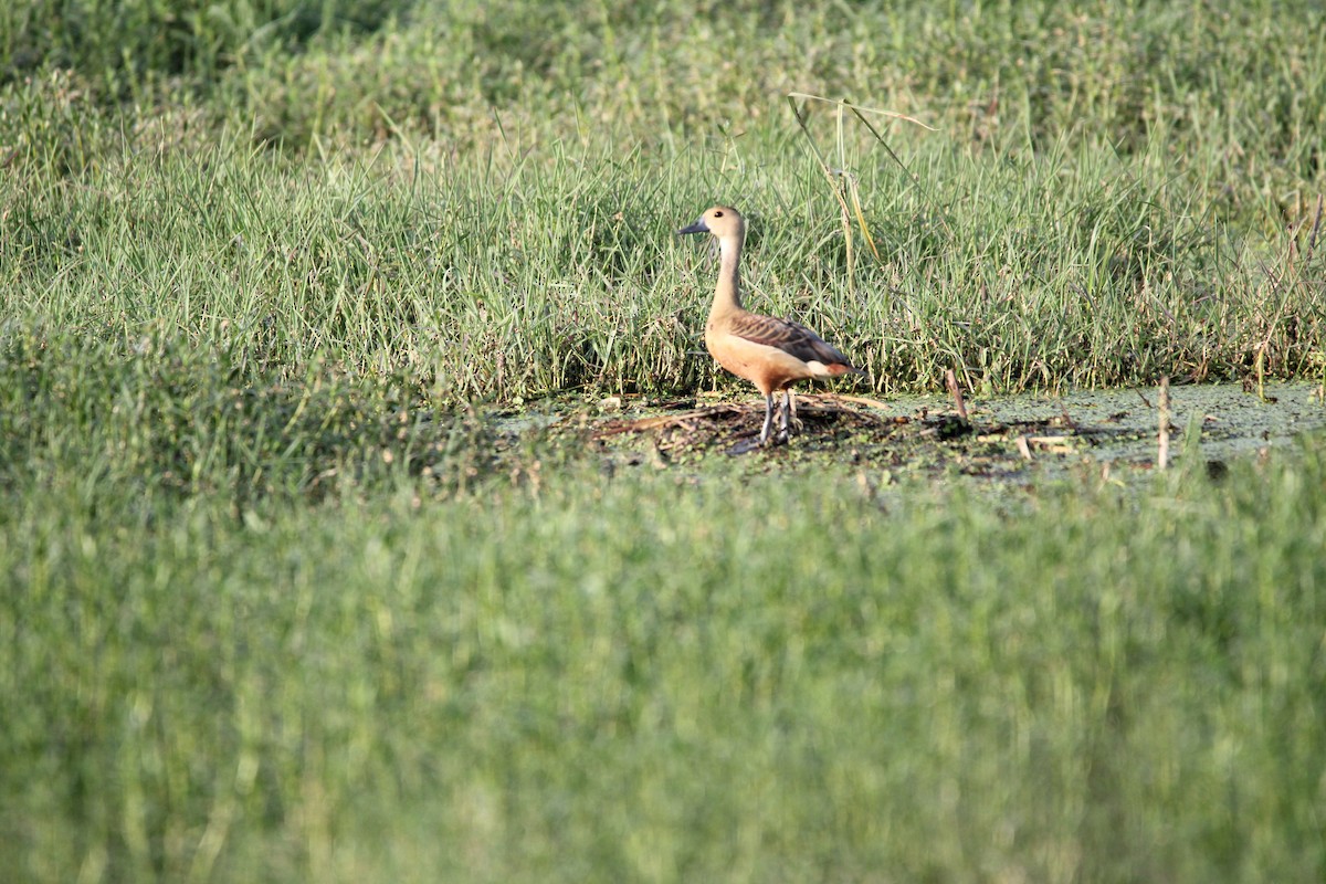 Lesser Whistling-Duck - Rajender Kumar