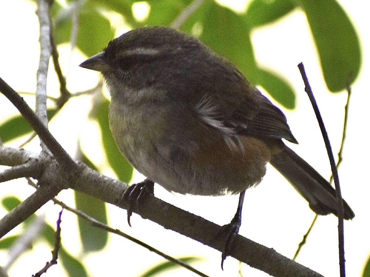 Gray-throated Warbling Finch - ML622228007