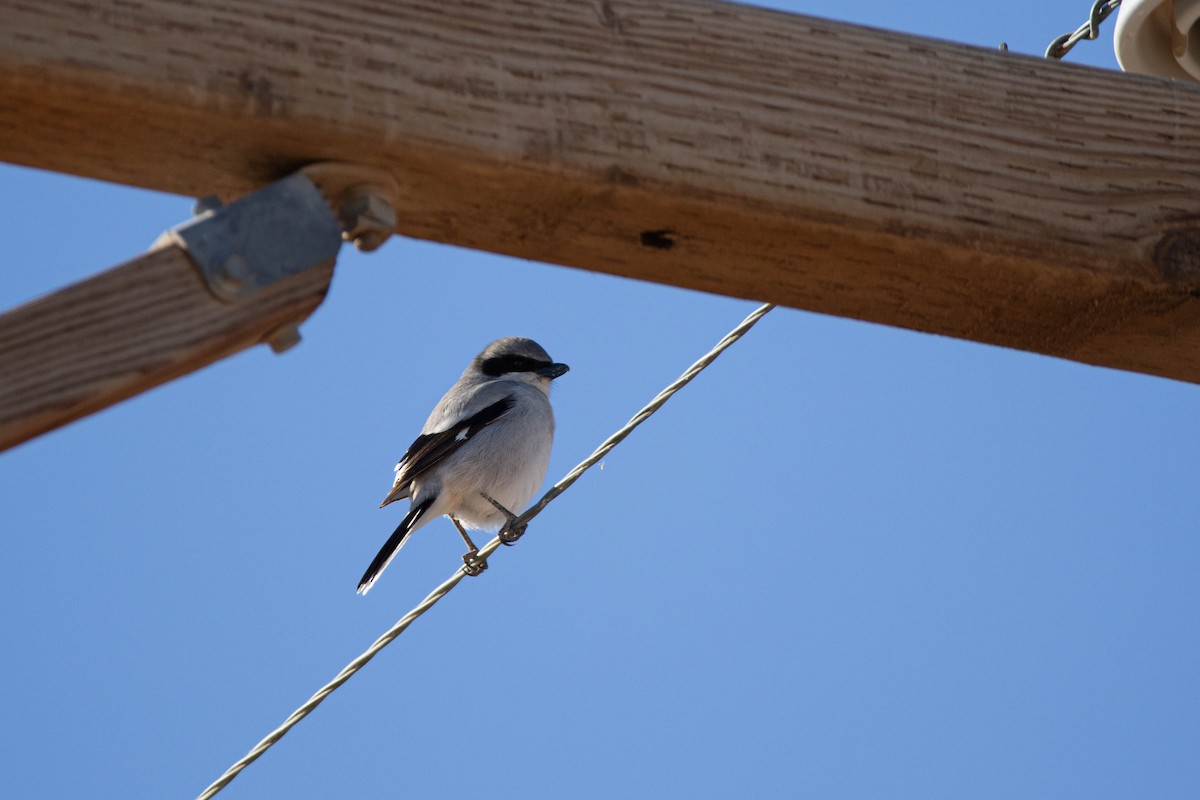 Loggerhead Shrike - ML622228009