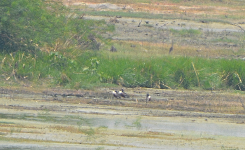 Löffelente - ML622228038