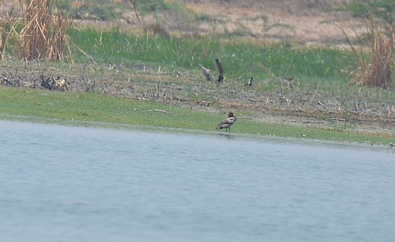 Pfeifente - ML622228040