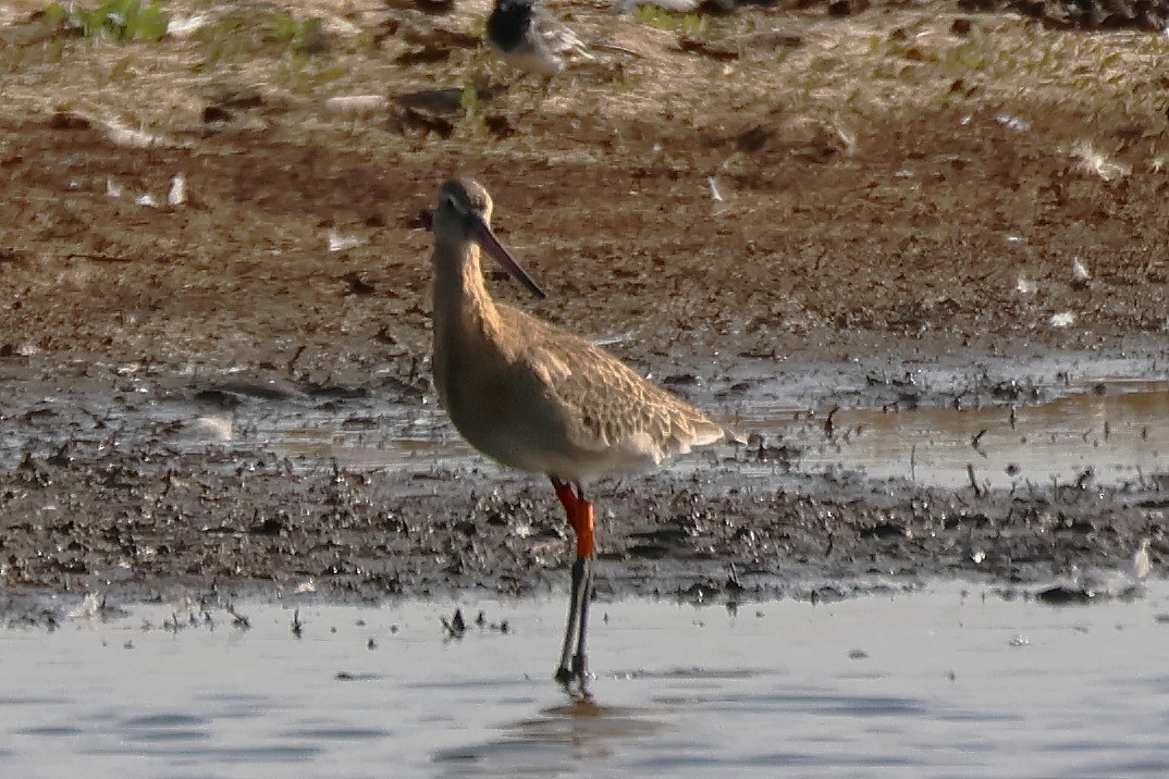 Black-tailed Godwit (European) - ML622228150