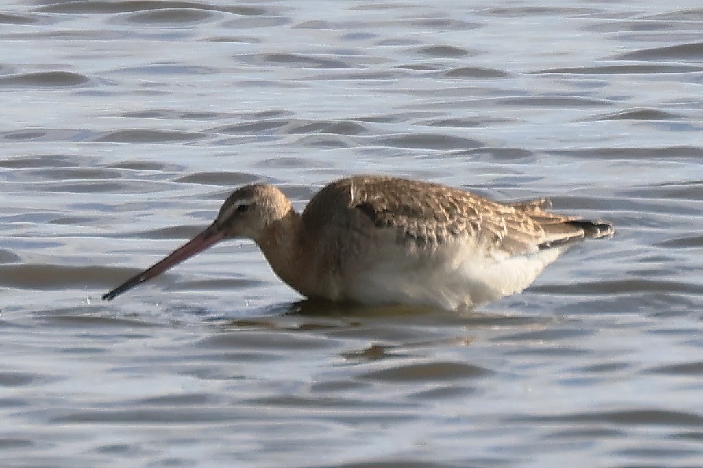 Black-tailed Godwit (European) - ML622228151