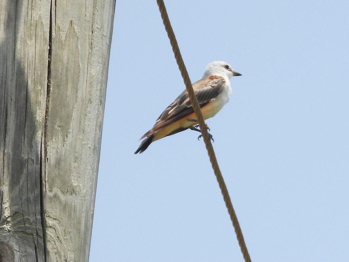 Scissor-tailed Flycatcher - ML622228242