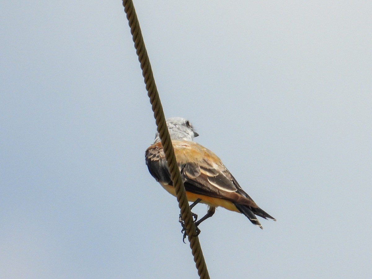 Scissor-tailed Flycatcher - ML622228243