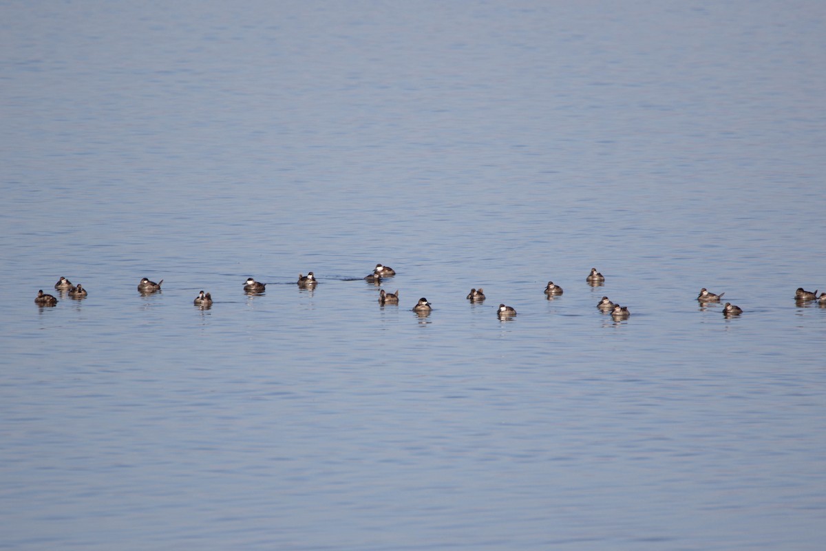 Ruddy Duck - ML622228265