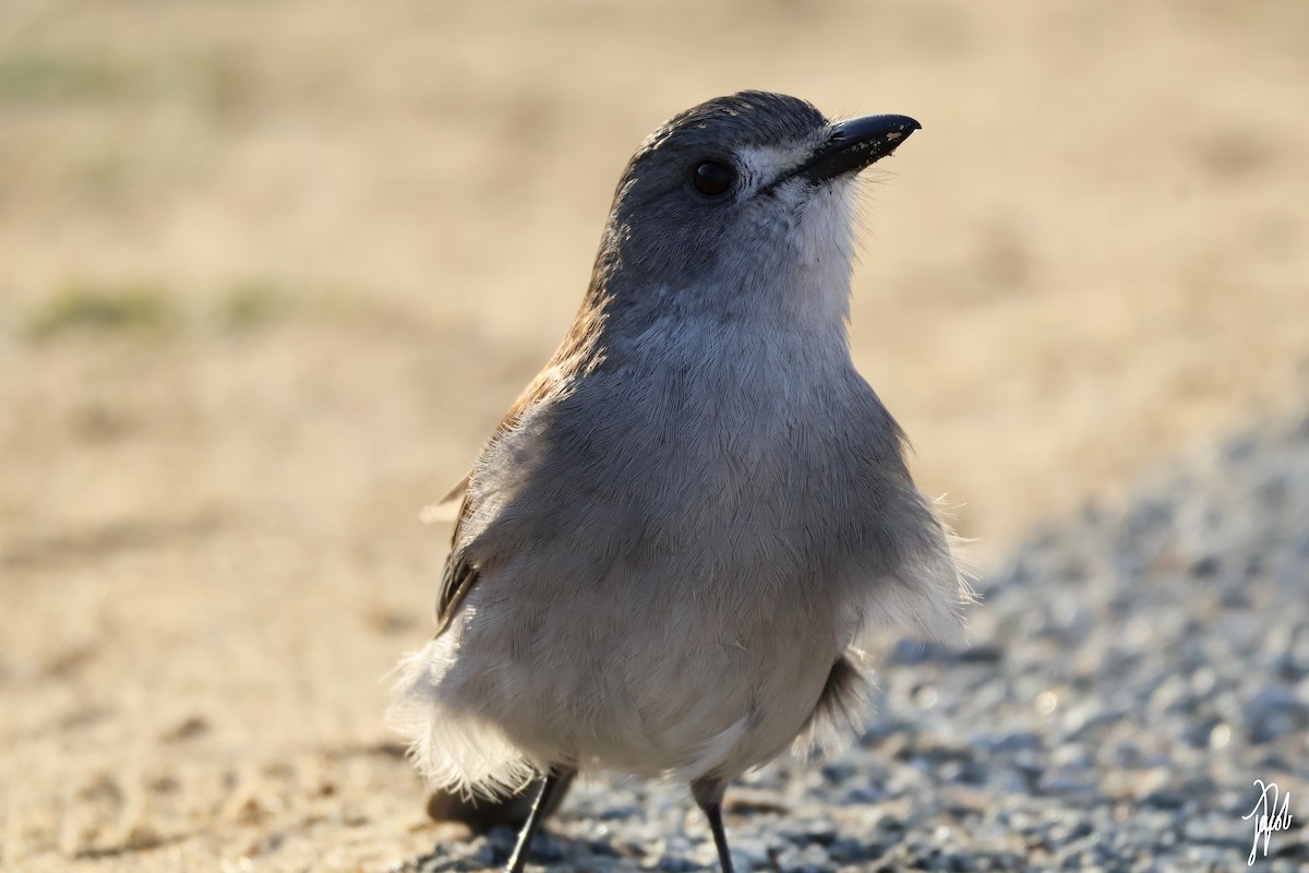 Gray Shrikethrush - ML622228270