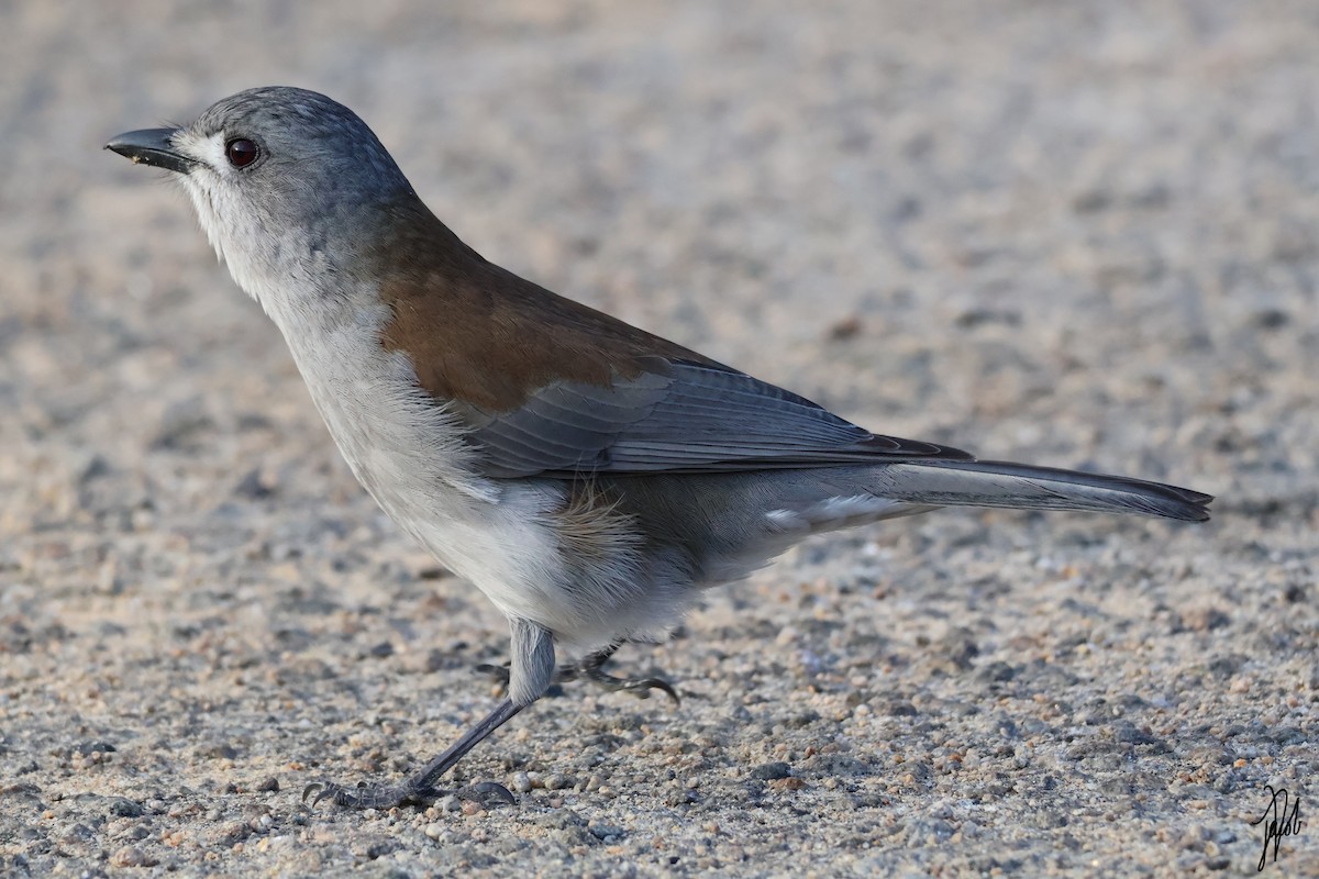 Gray Shrikethrush - ML622228271