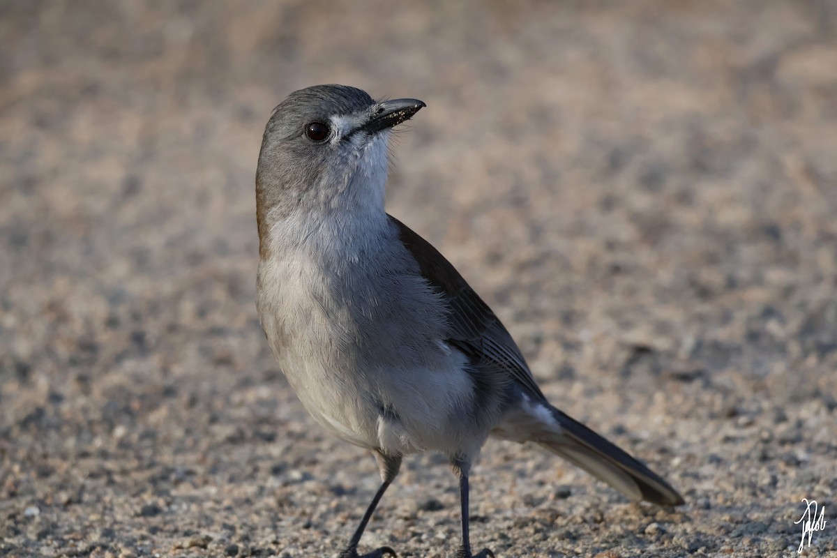 Gray Shrikethrush - ML622228272
