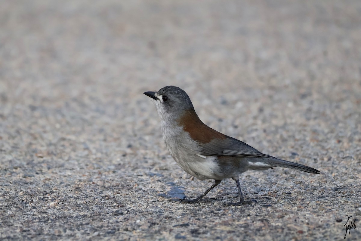 Gray Shrikethrush - ML622228273