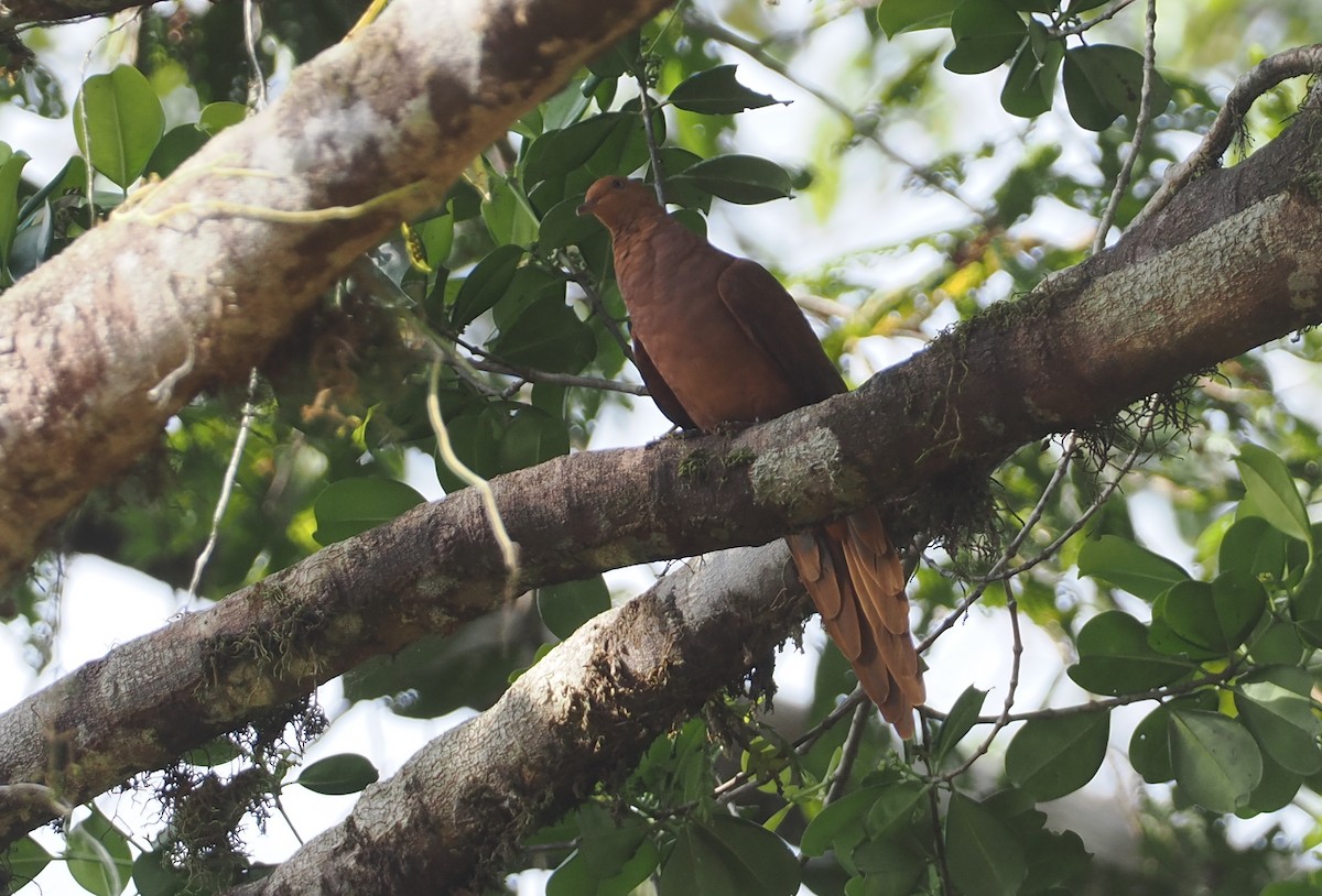 Barusan Cuckoo-Dove - ML622228280
