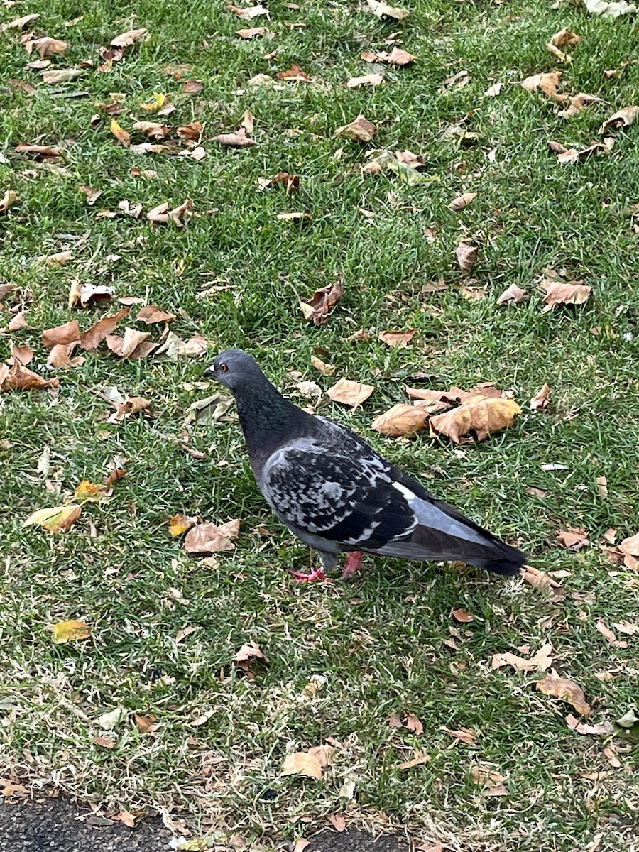 Rock Pigeon (Feral Pigeon) - Evan Clark