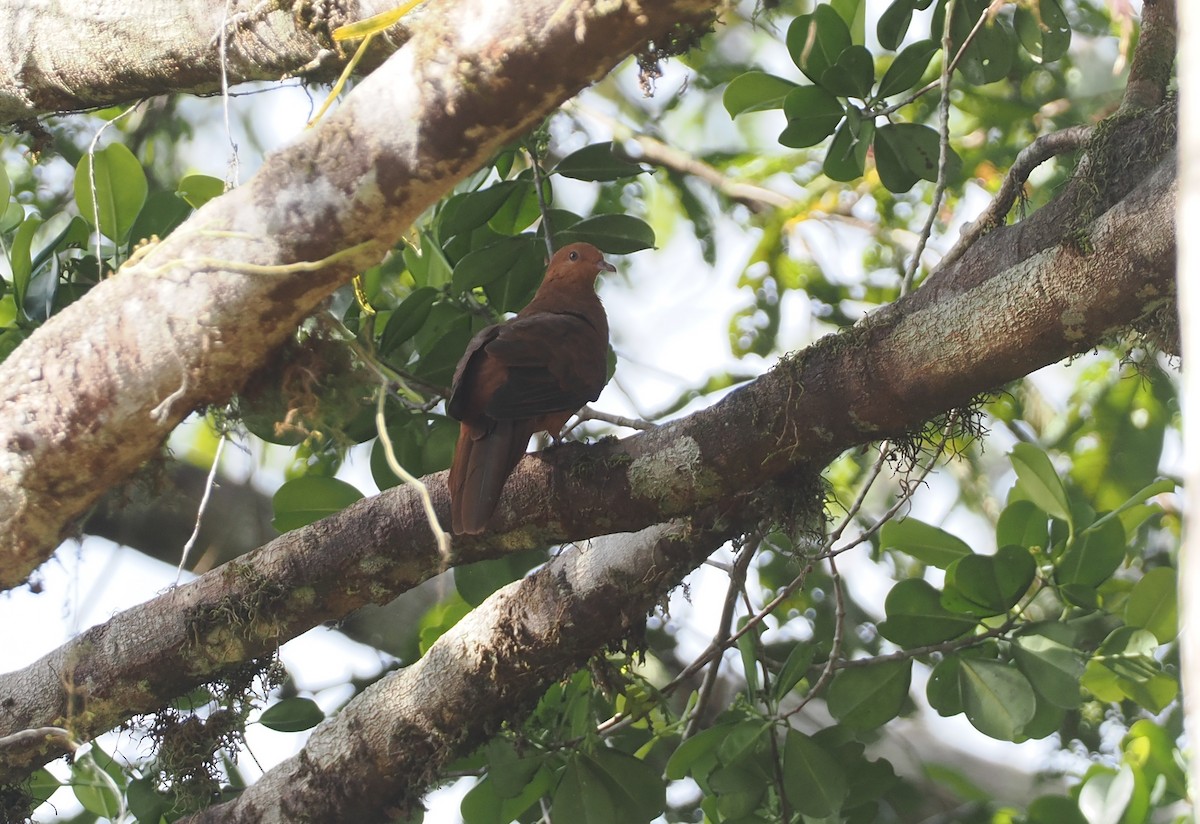 Barusan Cuckoo-Dove - Stephan Lorenz