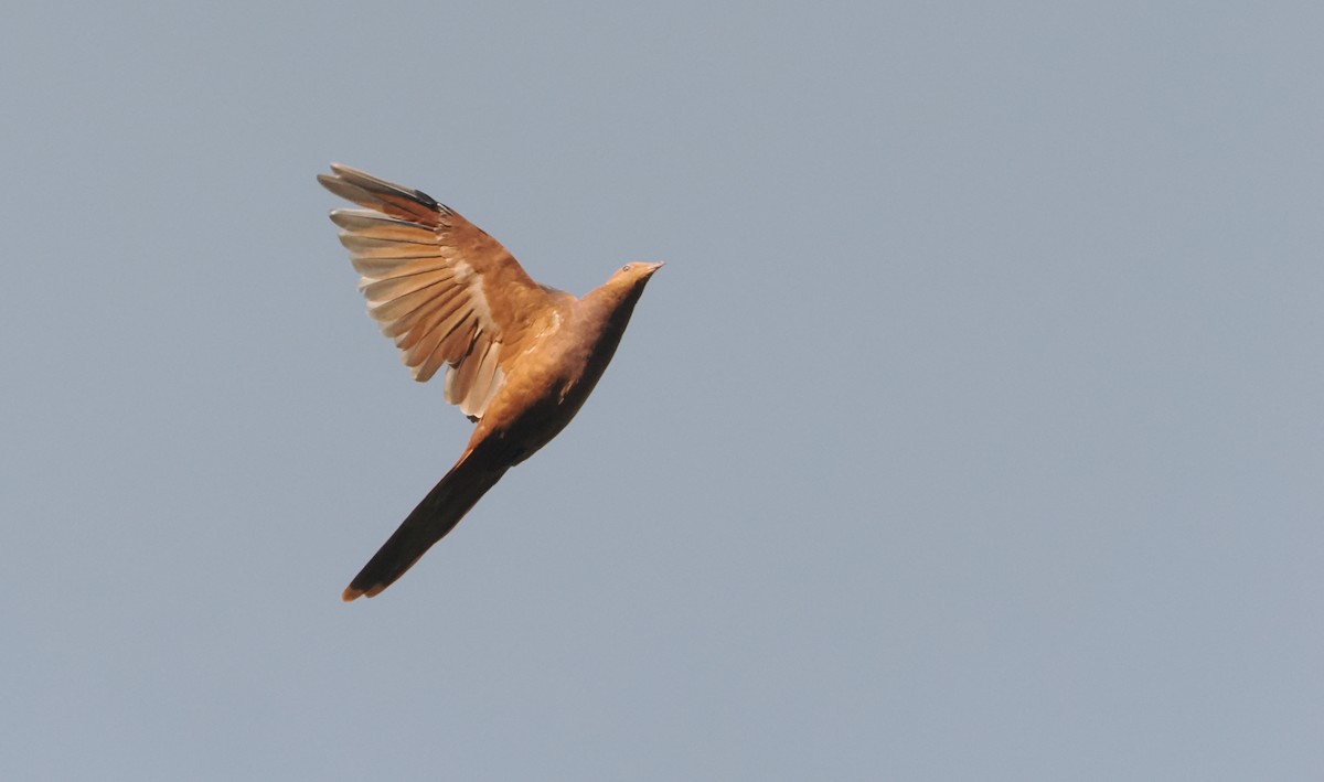 Barusan Cuckoo-Dove - ML622228292