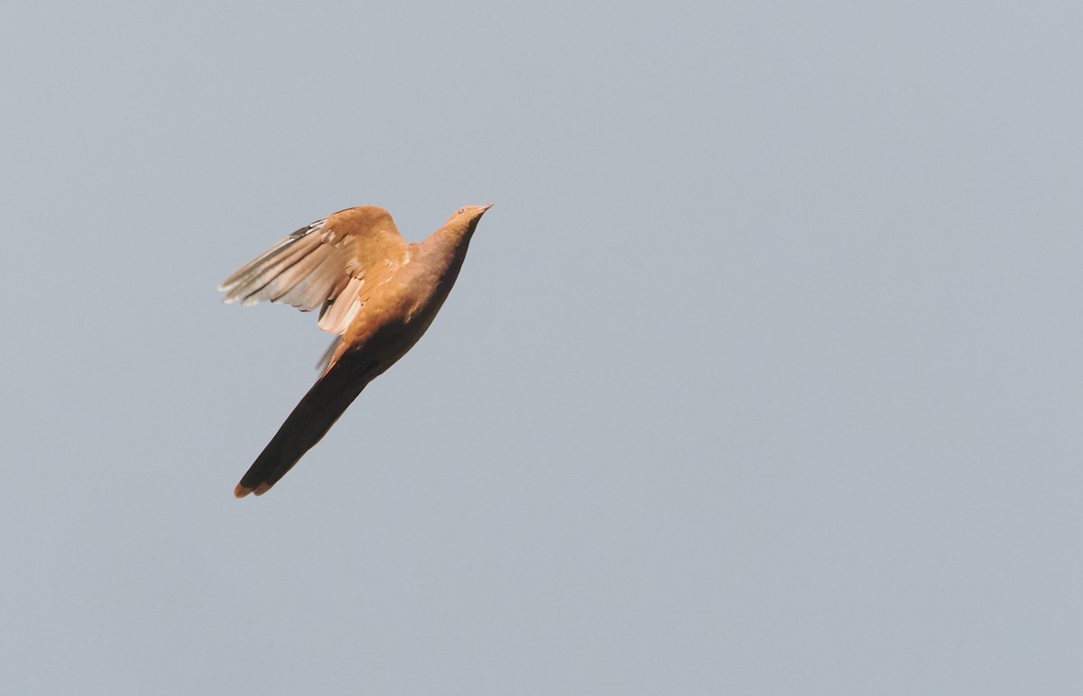 Barusan Cuckoo-Dove - ML622228295