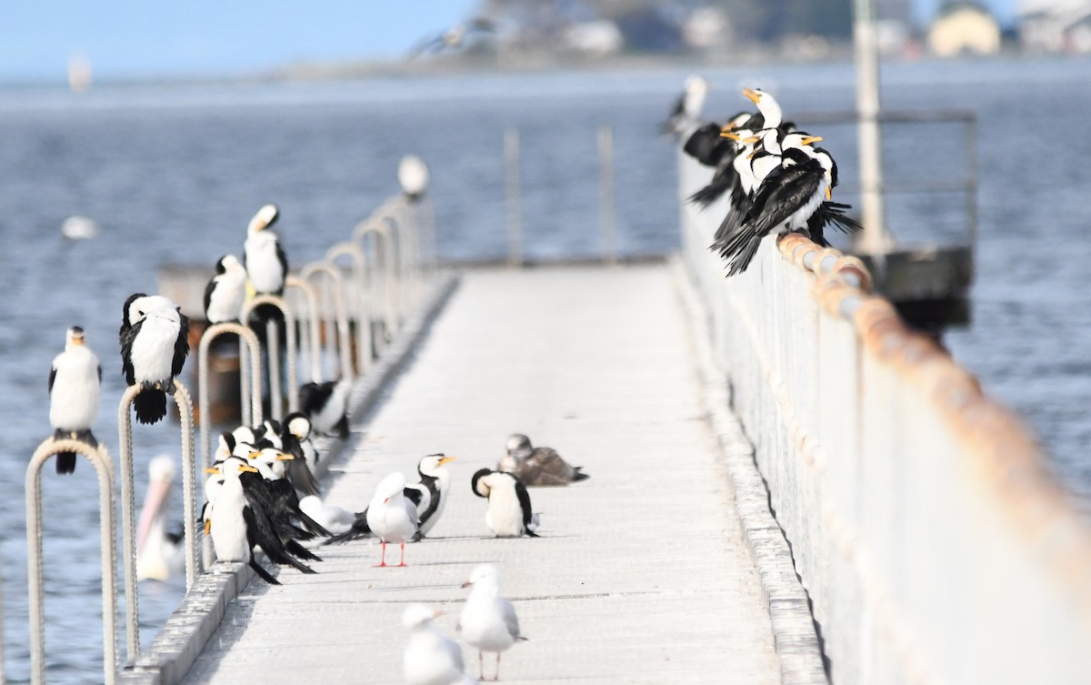 Little Pied Cormorant - ML622228296