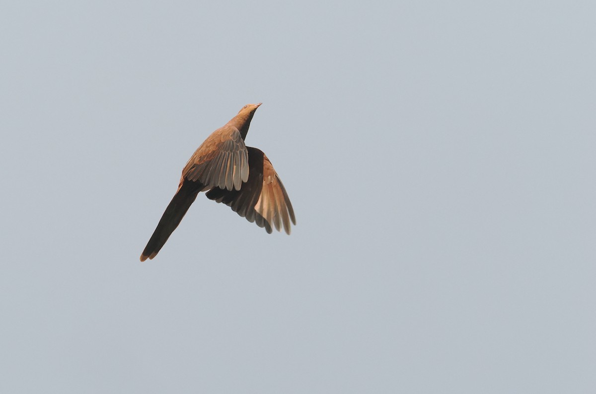 Barusan Cuckoo-Dove - ML622228297