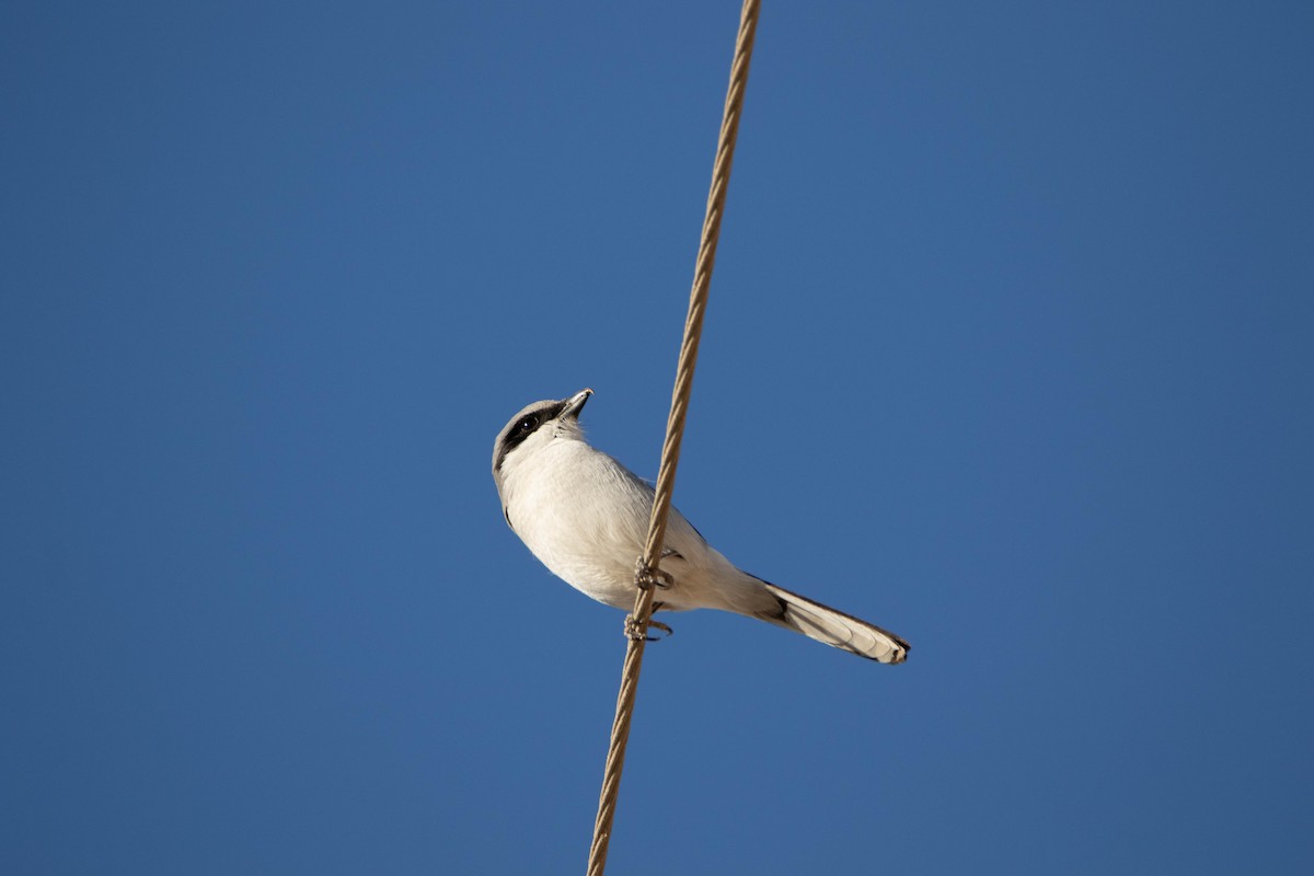 Loggerhead Shrike - ML622228303