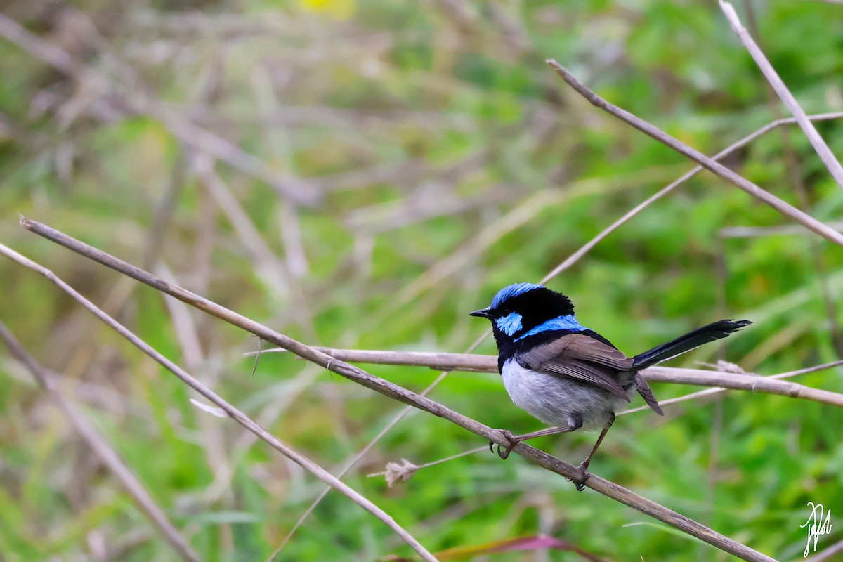 Superb Fairywren - ML622228375