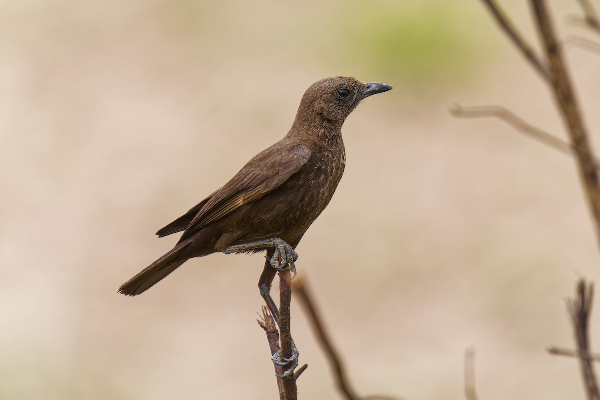 Northern Anteater-Chat - ML622228480