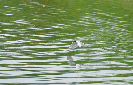 Black-bellied Tern - ML622228554