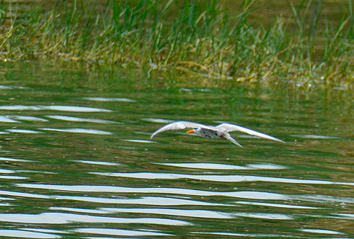 Black-bellied Tern - ML622228555