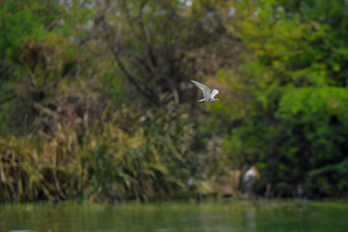 Black-bellied Tern - ML622228560