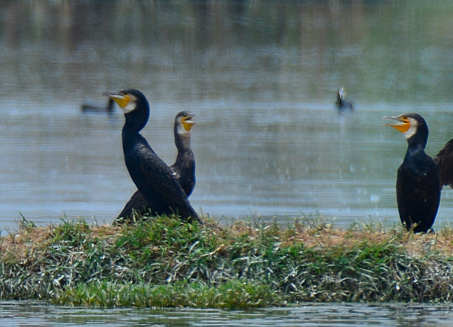 Kormoran - ML622228562