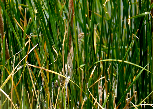 Chinadommel - ML622228569