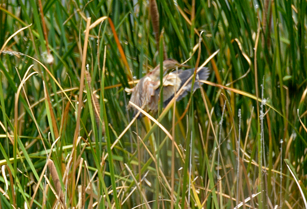 Chinadommel - ML622228570