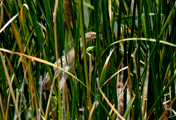 Chinadommel - ML622228571