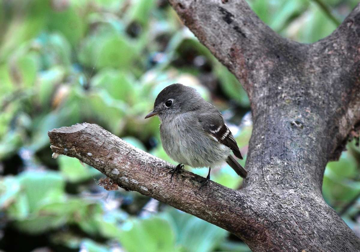 Hammond's Flycatcher - ML622228632