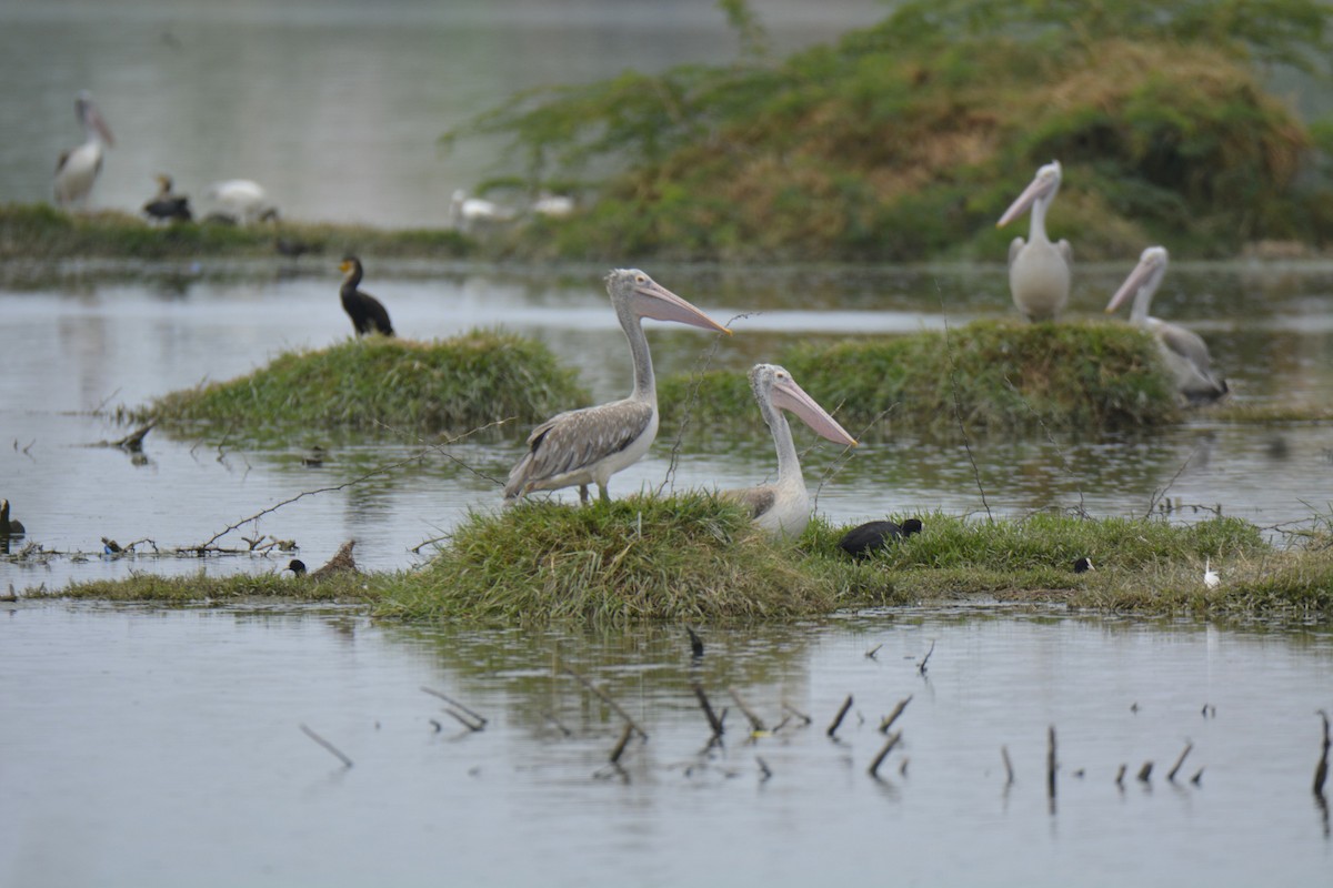 Graupelikan - ML622228646