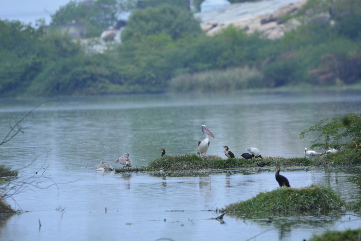 Graupelikan - ML622228647