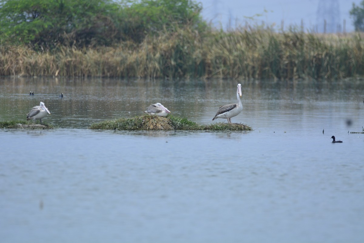 Graupelikan - ML622228648