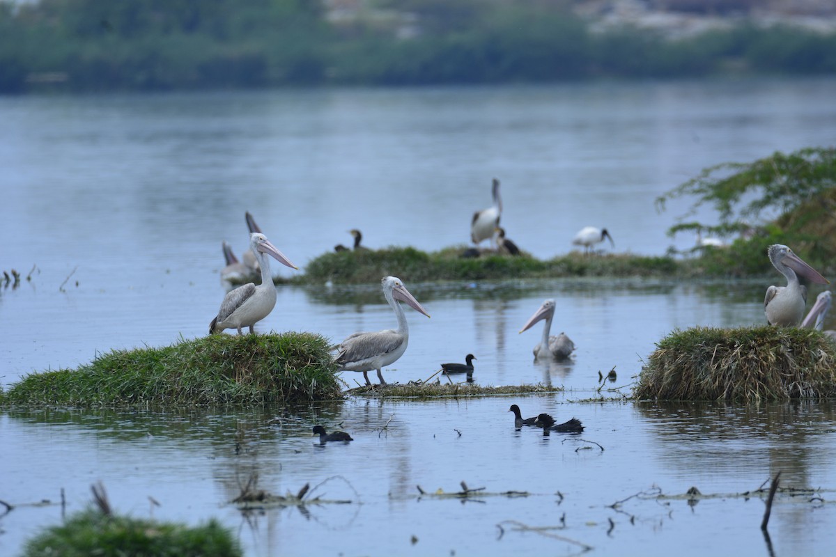 Graupelikan - ML622228649