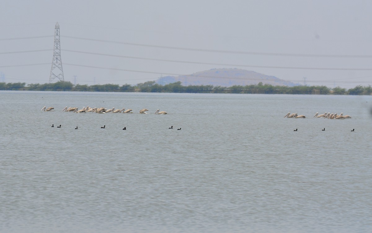 Graupelikan - ML622228650