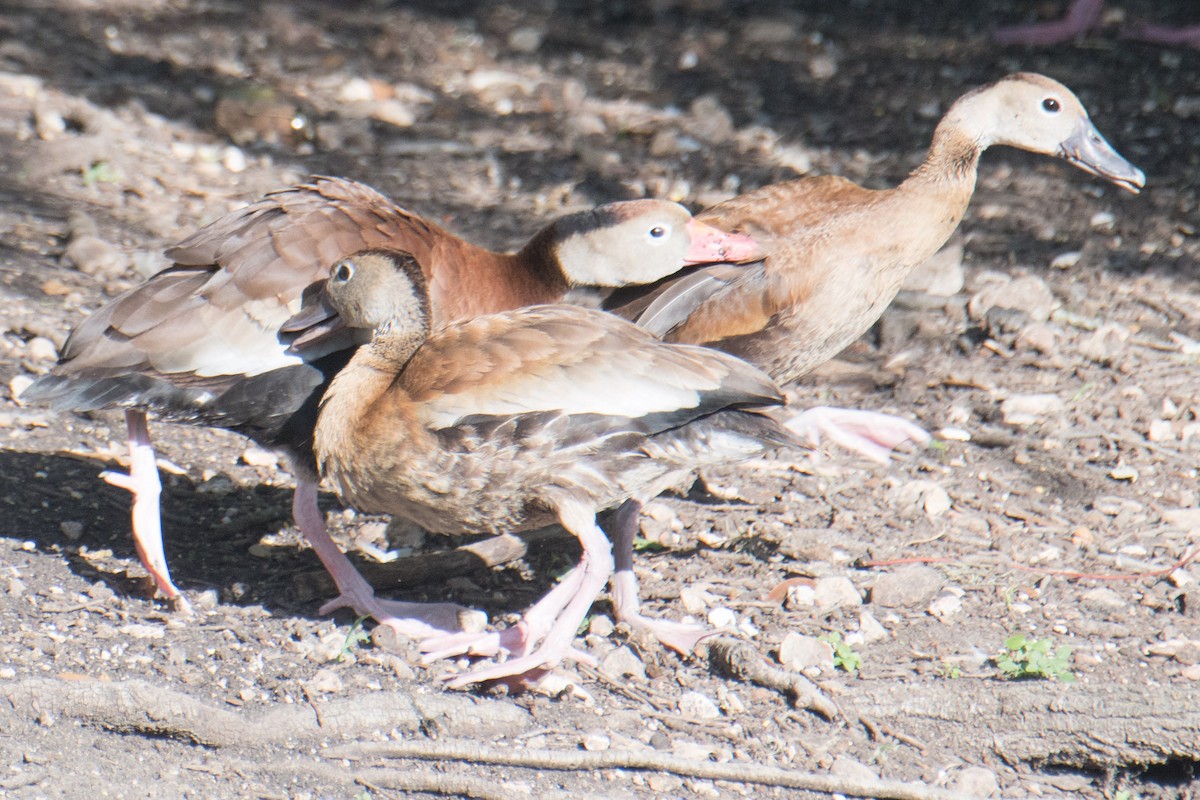 Black-bellied Whistling-Duck - ML622228768