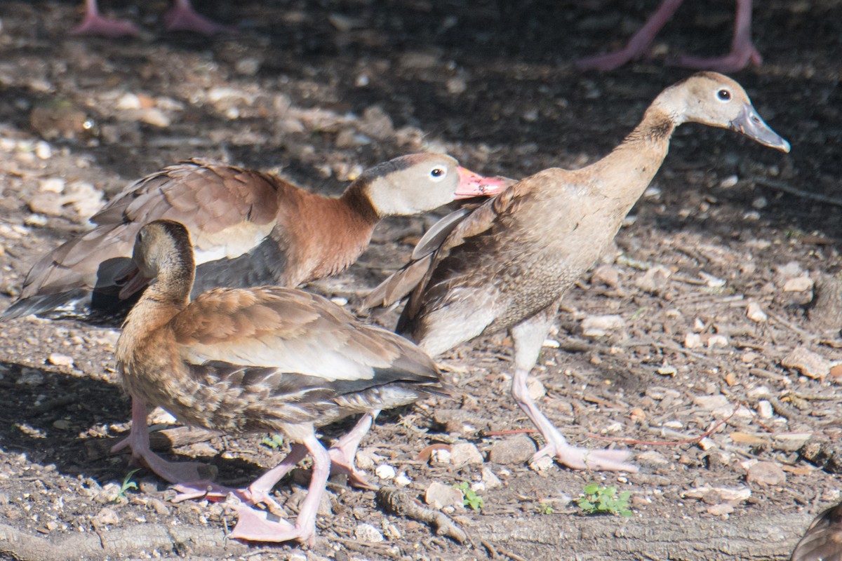 Black-bellied Whistling-Duck - ML622228769