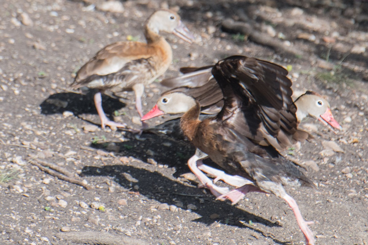 Black-bellied Whistling-Duck - ML622228770