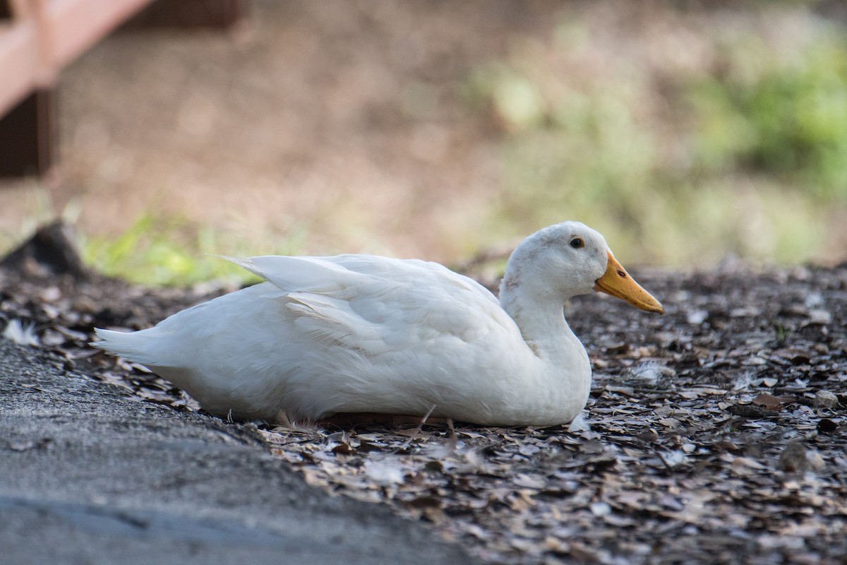 Mallard (Domestic type) - Ashok Kolluru