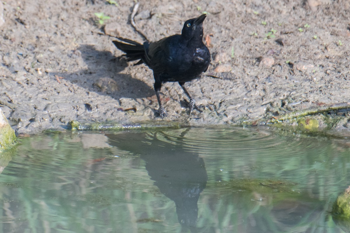 Great-tailed Grackle - ML622228790