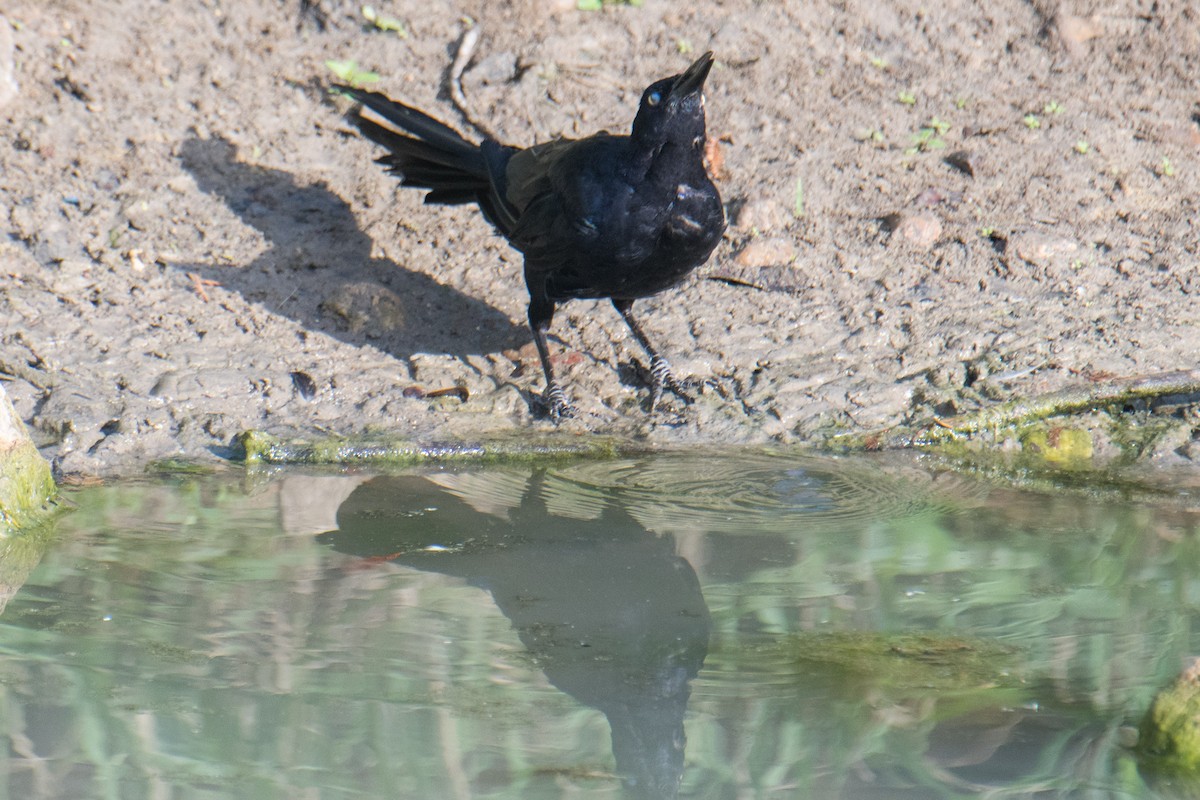 Great-tailed Grackle - ML622228791