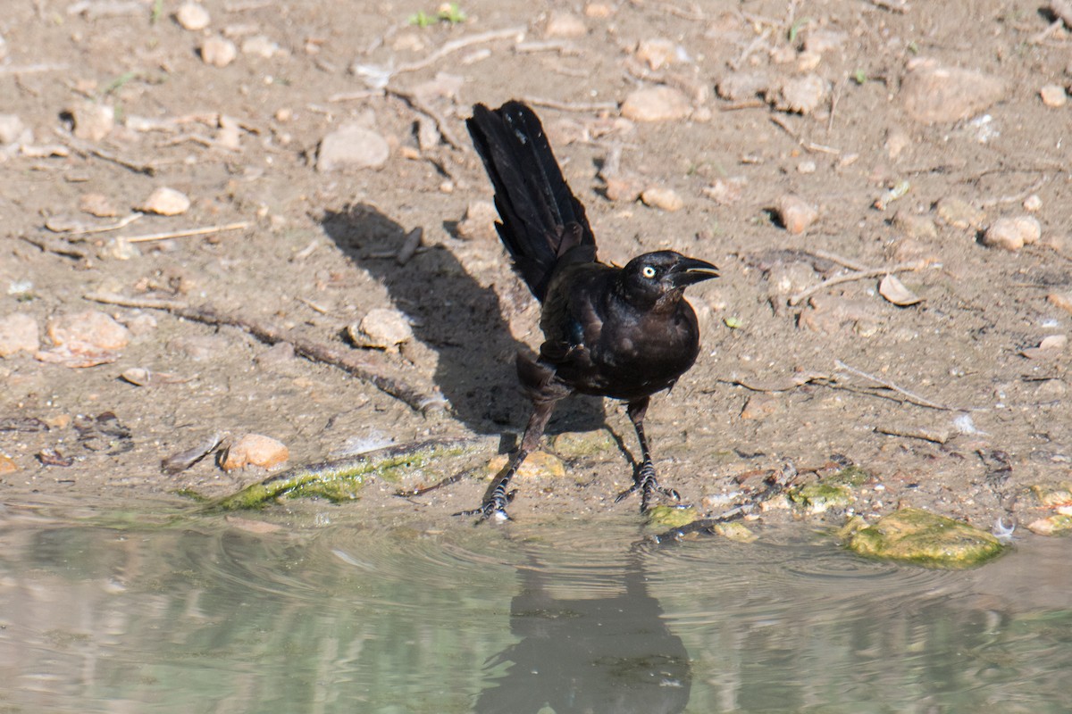 Great-tailed Grackle - ML622228792