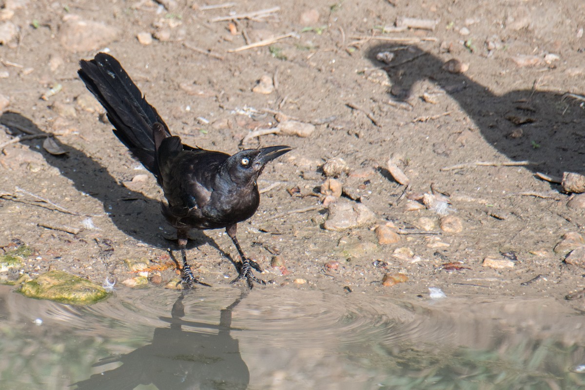 Great-tailed Grackle - ML622228793