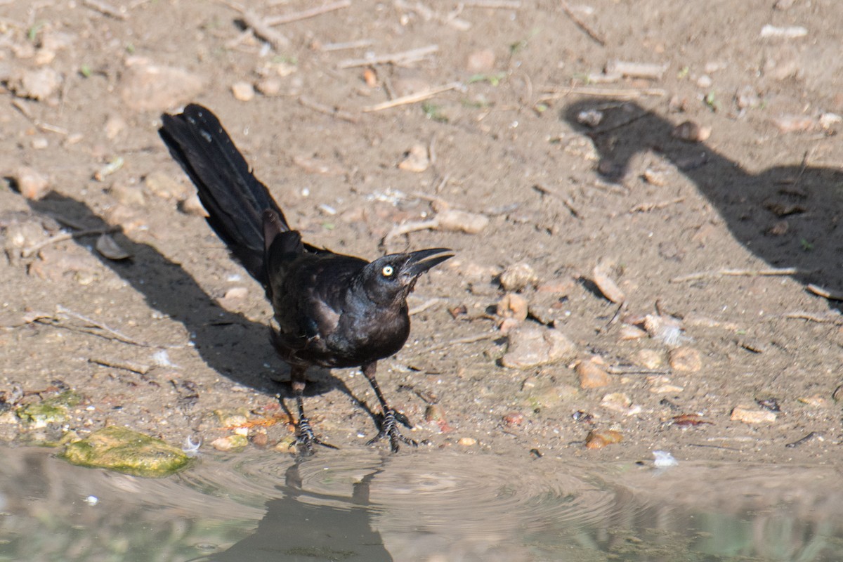 Great-tailed Grackle - ML622228794