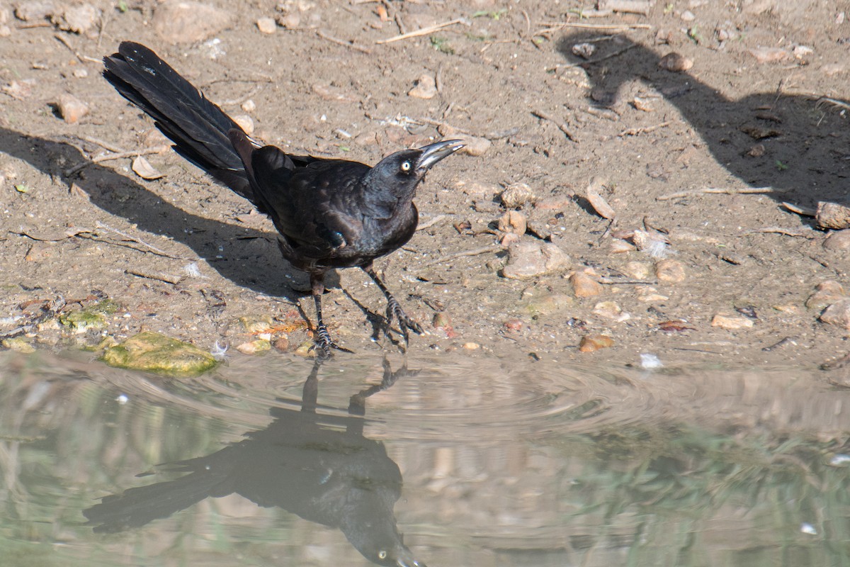 Great-tailed Grackle - ML622228795